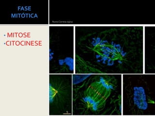 FASE
MITÓTICA
• MITOSE
•CITOCINESE
Nuno Correia 09/10
 