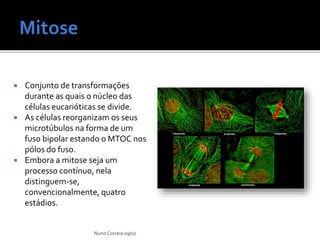  Conjunto de transformações
durante as quais o núcleo das
células eucarióticas se divide.
 As células reorganizam os seus
microtúbulos na forma de um
fuso bipolar estando o MTOC nos
pólos do fuso.
 Embora a mitose seja um
processo contínuo, nela
distinguem-se,
convencionalmente, quatro
estádios.
Nuno Correia 09/10
 