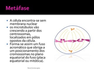  A célula encontra-se sem
membrana nuclear
 os microtúbulos vão
crescendo a partir dos
centrossomas,
localizados em pólos
opostos da célula.
 Forma-se assim um fuso
acromático que obriga a
um posicionamento dos
cromossomas no plano
equatorial do fuso (placa
equatorial ou mitótica).
Nuno Correia 09/10
 