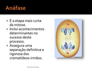  É a etapa mais curta
da mitose.
 Inclui acontecimentos
determinantes no
sucesso deste
processo.
 Assegura uma
separação definitiva e
rigorosa dos
cromatídeos-irmãos.
Nuno Correia 09/10
 