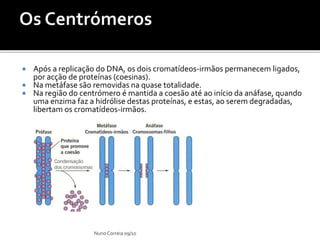  Após a replicação do DNA, os dois cromatídeos-irmãos permanecem ligados,
por acção de proteínas (coesinas).
 Na metáfase são removidas na quase totalidade.
 Na região do centrómero é mantida a coesão até ao início da anáfase, quando
uma enzima faz a hidrólise destas proteínas, e estas, ao serem degradadas,
libertam os cromatídeos-irmãos.
Nuno Correia 09/10
 