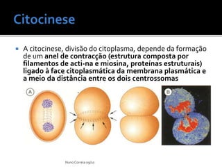  A citocinese, divisão do citoplasma, depende da formação
de um anel de contracção (estrutura composta por
filamentos de acti-na e miosina, proteínas estruturais)
ligado à face citoplasmática da membrana plasmática e
a meio da distância entre os dois centrossomas
Nuno Correia 09/10
 