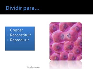  Crescer
 Reconstituir
 Reproduzir
Nuno Correia 09/10
 