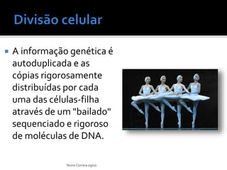  A informação genética é
autoduplicada e as
cópias rigorosamente
distribuídas por cada
uma das células-filha
através de um "bailado"
sequenciado e rigoroso
de moléculas de DNA.
Nuno Correia 09/10
 