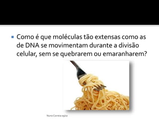  Como é que moléculas tão extensas como as
de DNA se movimentam durante a divisão
celular, sem se quebrarem ou emaranharem?
Nuno Correia 09/10
 