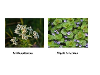 Achillea ptarmica Nepeta hederacea
 