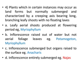 • 4) Plants which in certain instances may occur as
land forms but normally submerged and
characterized by a creeping axis bearing long,
branching leafy shoots with no floating laves
• a. Leafy aerial shoots produced at flowering
period eg, Myriophyllum
• b. Inflorescence raised out of water but not
aerial foliage leaves eg. Potamogeton,
Myriophyllum
• c. Inflorescence submerged but organs raised to
the surface eg. Anacharis
• d. Inflorescence entirely submerged eg. Najas
 