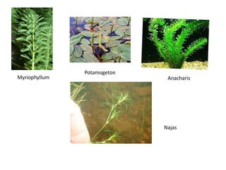Myriophyllum
Potamogeton
Anacharis
Najas
 