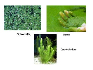 Spirodella, Wolffia
Ceratophyllum
 