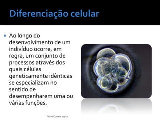    Ao longo do
    desenvolvimento de um
    indivíduo ocorre, em
    regra, um conjunto de
    processos através dos
    quais células
    geneticamente idênticas
    se especializam no
    sentido de
    desempenharem uma ou
    várias funções.

                 Nuno Correia 09/10
 