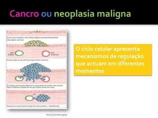 O ciclo celular apresenta
                     mecanismos de regulação
                     que actuam em diferentes
                     momentos.




Nuno Correia 09/10
 