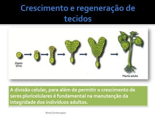 A divisão celular, para além de permitir o crescimento de
seres pluricelulares é fundamental na manutenção da
integridade dos indivíduos adultos.
                Nuno Correia 09/10
 