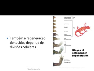    Também a regeneração
    de tecidos depende de
    divisões celulares.




              Nuno Correia 09/10
 