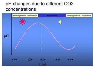 pH changes due to different CO2
concentrations
 