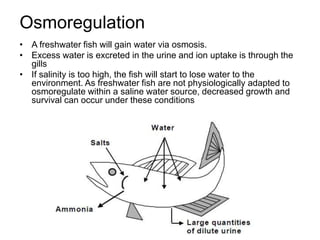 Osmoregulation
• A freshwater fish will gain water via osmosis.
• Excess water is excreted in the urine and ion uptake is through the
gills
• If salinity is too high, the fish will start to lose water to the
environment. As freshwater fish are not physiologically adapted to
osmoregulate within a saline water source, decreased growth and
survival can occur under these conditions
 