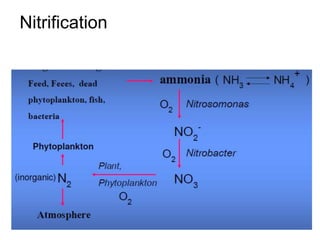 Nitrification
 