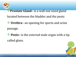Prostate Gland– is a wall-nut sized gland
located between the bladder and the penis
 Urethra– an opening for sperm and urine
passage.
 Penis– is the external male organ with a tip
called glans.
 