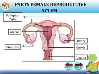 PARTS FEMALE REPRODUCTIVE
SYTEM
Fallopian
Tube
uterus
Ovary
Fimbriae
Vagina
Cervix
 