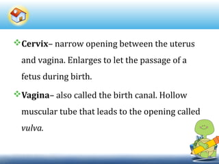 Cervix– narrow opening between the uterus
and vagina. Enlarges to let the passage of a
fetus during birth.
Vagina– also called the birth canal. Hollow
muscular tube that leads to the opening called
vulva.
 