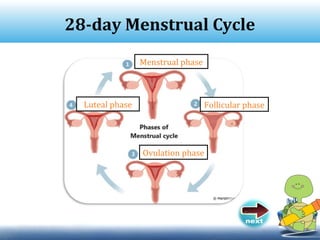 28-day Menstrual Cycle
Menstrual phase
Follicular phase
Ovulation phase
Luteal phase
 