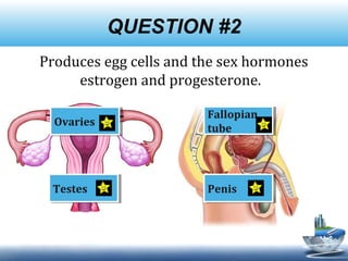 QUESTION #2
Produces egg cells and the sex hormones
estrogen and progesterone.
OvariesOvaries
PenisPenis
Fallopian
tube
Fallopian
tube
TestesTestes
 