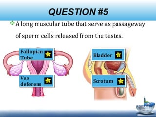 QUESTION #5
A long muscular tube that serve as passageway
of sperm cells released from the testes.
Fallopian
Tube
Fallopian
Tube
ScrotumScrotum
Vas
deferens
Vas
deferens
BladderBladder
 
