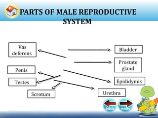 PARTS OF MALE REPRODUCTIVE
SYSTEM
Epididymis
Vas
deferens
Prostate
gland
Urethra
Testes
Scrotum
Penis
Bladder
 