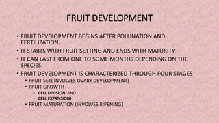 FRUIT DEVELOPMENT
• FRUIT DEVELOPMENT BEGINS AFTER POLLINATION AND
FERTILIZATION.
• IT STARTS WITH FRUIT SETTING AND ENDS WITH MATURITY.
• IT CAN LAST FROM ONE TO SOME MONTHS DEPENDING ON THE
SPECIES.
• FRUIT DEVELOPMENT IS CHARACTERIZED THROUGH FOUR STAGES
• FRUIT SET( INVOLVES OVARY DEVELOPMENT)
• FRUIT GROWTH
• CELL DIVISION AND
• CELL EXPANSION)
• FRUIT MATURATION (INVOLVES RIPENING)
 