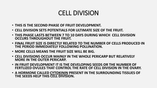 CELL DIVISION
• THIS IS THE SECOND PHASE OF FRUIT DEVELOPMENT.
• CELL DIVISION SETS POTENTIALS FOR ULTIMATE SIZE OF THE FRUIT.
• THIS PHASE LASTS BETWEEN 7 TO 10 DAYS DURING WHICH CELL DIVISION
OCCURS THROUGHOUT THE FRUIT.
• FINAL FRUIT SIZE IS DIRECTLY RELATED TO THE NUMBER OF CELLS PRODUCED IN
THE PERIOD IMMEDIATELY FOLLOWING POLLINATION.
• MORE CELLS MEANS THE FRUIT SIZE WILL BE BIG.
• CELL DIVISIONS OCCUR MAINLY IN THE WHOLE PERICARP BUT RELATIVELY
MORE IN THE OUTER PERICARP.
• IN FRUIT DEVELOPMENT IT IS THE DEVELOPING SEEDS OR THE NUMBER OF
FERTLIZED OVULES THAT CONTROL THE RATE OF CELL DIVISION IN THE OVARY.
• A HORMONE CALLED CYTOKININ PRESENT IN THE SURROUNDING TISSUES OF
THE SEEDS HELP THIS CELL DIVISION.
 