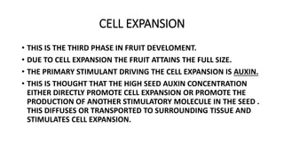 CELL EXPANSION
• THIS IS THE THIRD PHASE IN FRUIT DEVELOMENT.
• DUE TO CELL EXPANSION THE FRUIT ATTAINS THE FULL SIZE.
• THE PRIMARY STIMULANT DRIVING THE CELL EXPANSION IS AUXIN.
• THIS IS THOUGHT THAT THE HIGH SEED AUXIN CONCENTRATION
EITHER DIRECTLY PROMOTE CELL EXPANSION OR PROMOTE THE
PRODUCTION OF ANOTHER STIMULATORY MOLECULE IN THE SEED .
THIS DIFFUSES OR TRANSPORTED TO SURROUNDING TISSUE AND
STIMULATES CELL EXPANSION.
 