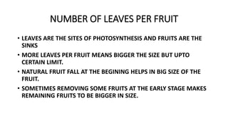 NUMBER OF LEAVES PER FRUIT
• LEAVES ARE THE SITES OF PHOTOSYNTHESIS AND FRUITS ARE THE
SINKS
• MORE LEAVES PER FRUIT MEANS BIGGER THE SIZE BUT UPTO
CERTAIN LIMIT.
• NATURAL FRUIT FALL AT THE BEGINING HELPS IN BIG SIZE OF THE
FRUIT.
• SOMETIMES REMOVING SOME FRUITS AT THE EARLY STAGE MAKES
REMAINING FRUITS TO BE BIGGER IN SIZE.
 