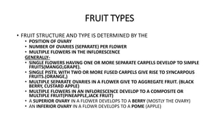 FRUIT TYPES
• FRUIT STRUCTURE AND TYPE IS DETERMINED BY THE
• POSITION OF OVARY
• NUMBER OF OVARIES (SEPARATE) PER FLOWER
• MULTIPLE FLOWERS IN THE INFLORESCENCE
GENERALLY-
• SINGLE FLOWERS HAVING ONE OR MORE SEPARATE CARPELS DEVELOP TO SIMPLE
FRUITS(MANGO,GRAPE).
• SINGLE PISTIL WITH TWO OR MORE FUSED CARPELS GIVE RISE TO SYNCARPOUS
FRUITS.(ORANGE,)
• MULTIPLE SEPARATE OVARIES IN A FLOWER GIVE TO AGGREGATE FRUIT. (BLACK
BERRY, CUSTARD APPLE)
• MULTIPLE FLOWERS IN AN INFLORESCENCE DEVELOP TO A COMPOSITE OR
MULTIPLE FRUIT(PINEAPPLE,JACK FRUIT)
• A SUPERIOR OVARY IN A FLOWER DEVELOPS TO A BERRY (MOSTLY THE OVARY)
• AN INFERIOR OVARY IN A FLOWR DEVELOPS TO A POME (APPLE)
 