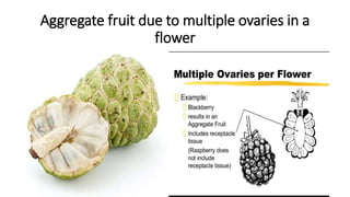 Aggregate fruit due to multiple ovaries in a
flower
 