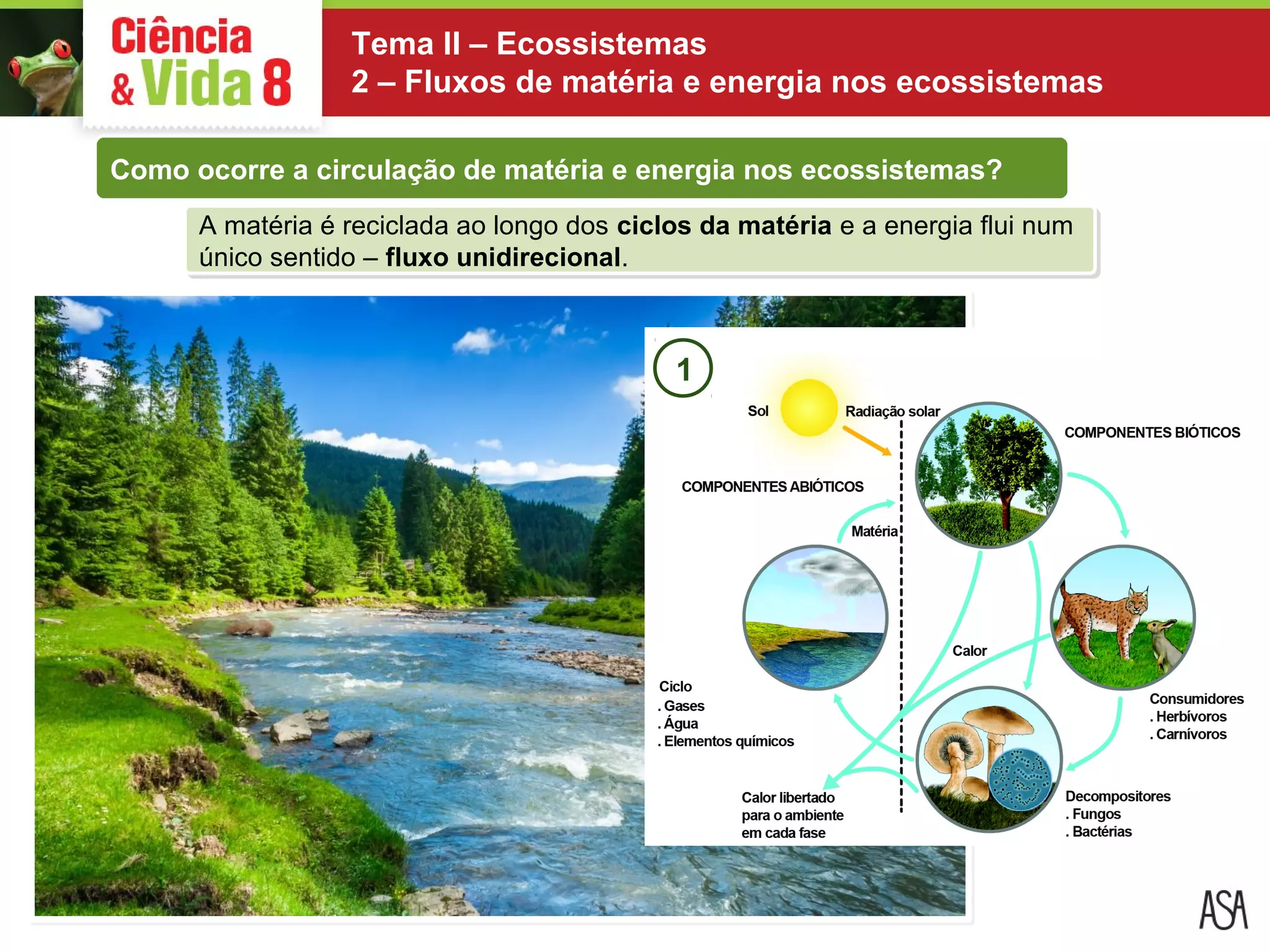 Fluxo de matéria e energia nos ecossistemas | PPT
