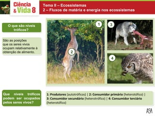Tema II – Ecossistemas 
2 – Fluxos de matéria e energia nos ecossistemas 
4 
Que níveis tróficos 
podem ser ocupados 
pelos seres vivos? 
1 3 
1: Produtores (autotróficos) | 2: Consumidor primário (heterotófico) | 
3: Consumidor secundário (heterotrófico) | 4: Consumidor terciário 
(heterotófico) 
O que são níveis 
tróficos? 
São as posições 
que os seres vivos 
ocupam relativamente à 
obtenção de alimento. 
2 
 