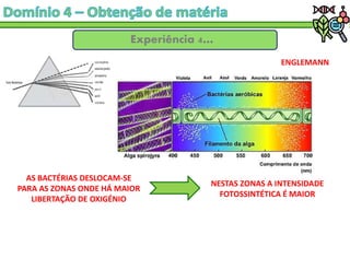 Experíência 4…
ENGLEMANN
AS BACTÉRIAS DESLOCAM-SE
PARA AS ZONAS ONDE HÁ MAIOR
LIBERTAÇÃO DE OXIGÉNIO
NESTAS ZONAS A INTENSIDADE
FOTOSSINTÉTICA É MAIOR
 