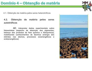 4.1. Obtenção de matéria pelos seres heterotróficos
4.2. Obtenção de matéria pelos seres
autotróficos
AE: interpretar dados experimentais sobre
fotossíntese (espectro de absorção dos pigmentos;
balanço dos produtos da fase química e fotoquímica),
mobilizando conhecimentos de Química (energia dos
eletrões nos átomos, processos exoenergéticos e
endoenergéticos)
 