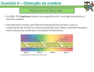 Espectros de absorção
― Em 1882, T.W. Engelmann realizou uma experiência com uma alga fotossintética e
bactérias aeróbias.
― Esta experiência revelou, pela diferente distribuição das bactérias, quais os
comprimentos de onda da luz visível mais eficazes (azul-violeta e vermelho-laranja) e
menos eficazes (luz verde) para a realização da fotossíntese.
 