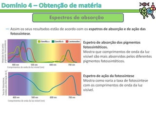 Espectros de absorção
― Assim os seus resultados estão de acordo com os espetros de absorção e de ação das
fotossíntese.
Espetro de absorção dos pigmentos
fotossintéticos.
Mostra que comprimentos de onda da luz
visível são mais absorvidos pelos diferentes
pigmentos fotossintéticos.
Espetro de ação da fotossíntese
Mostra como varia a taxa de fotossíntese
com os comprimentos de onda da luz
visível.
 