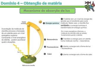 Mecanismo de absorção da luz
❶ O eletrão tem um nível de energia tão
grande que é transferido para outra
molécula. Neste caso, a clorofila fica
oxidada e a energia luminosa é
transformada em energia química.
Calor
Fluorescência
Ressonância
Energia química
A excitação da molécula de
clorofila provoca a transição
de um eletrão para um nível
energético superior.
Consoante o nível energético
do eletrão, podem acontecer
quatro situações.
Em níveis energéticos inferiores, a
molécula de clorofila volta ao estado
fundamental quando o eletrão:
❶
❷ Transfere a energia para um eletrão
numa molécula vizinha – ressonância.
❸ Liberta a energia sob a forma de luz
– fluorescência.
❷
❹ Liberta a energia sob a forma de calor.
❸
❹
 