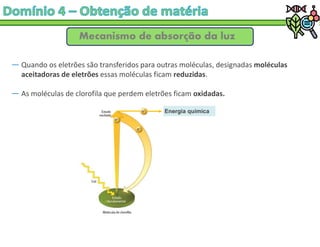 Mecanismo de absorção da luz
― Quando os eletrões são transferidos para outras moléculas, designadas moléculas
aceitadoras de eletrões essas moléculas ficam reduzidas.
― As moléculas de clorofila que perdem eletrões ficam oxidadas.
Energia química
 