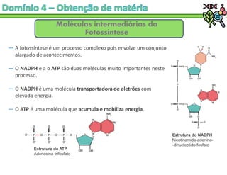 Moléculas intermediárias da
Fotossíntese
― A fotossíntese é um processo complexo pois envolve um conjunto
alargado de acontecimentos.
― O NADPH e a o ATP são duas moléculas muito importantes neste
processo.
― O NADPH é uma molécula transportadora de eletrões com
elevada energia.
― O ATP é uma molécula que acumula e mobiliza energia.
Estrutura do ATP
Adenosina-trifosfato
Estrutura do NADPH
Nicotinamida-adenina-
-dinucleotido-fosfato
 