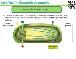 Fases da Fotossíntese
― O processo fotossintético corresponde a um conjunto de reações em cadeia, que
ocorrem em duas fases distintas mas interdependentes: fase fotoquímica e fase
química.
Compostos
orgânicos
Ciclo
de
Calvin
Fase
química
Fase
fotoquímica
 