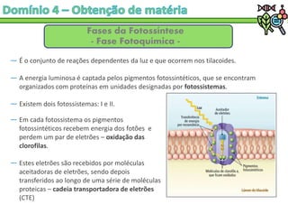 Fases da Fotossíntese
- Fase Fotoquímica -
― É o conjunto de reações dependentes da luz e que ocorrem nos tilacoides.
― A energia luminosa é captada pelos pigmentos fotossintéticos, que se encontram
organizados com proteínas em unidades designadas por fotossistemas.
― Existem dois fotossistemas: I e II.
― Em cada fotossistema os pigmentos
fotossintéticos recebem energia dos fotões e
perdem um par de eletrões – oxidação das
clorofilas.
― Estes eletrões são recebidos por moléculas
aceitadoras de eletrões, sendo depois
transferidos ao longo de uma série de moléculas
proteicas – cadeia transportadora de eletrões
(CTE)
 