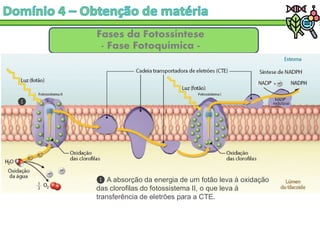 Fases da Fotossíntese
- Fase Fotoquímica -
A absorção da energia de um fotão leva à oxidação
das clorofilas do fotossistema II, o que leva à
transferência de eletrões para a CTE.
 