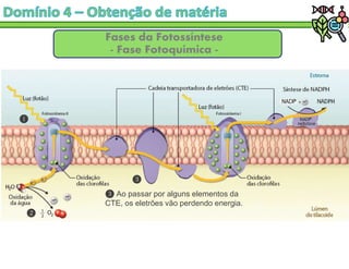 Fases da Fotossíntese
- Fase Fotoquímica -
Ao passar por alguns elementos da
CTE, os eletrões vão perdendo energia.
 