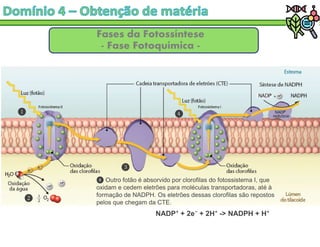 Fases da Fotossíntese
- Fase Fotoquímica -
❹ Outro fotão é absorvido por clorofilas do fotossistema I, que
oxidam e cedem eletrões para moléculas transportadoras, até à
formação de NADPH. Os eletrões dessas clorofilas são repostos
pelos que chegam da CTE.
NADP + 2e + 2H -> NADPH + H
 