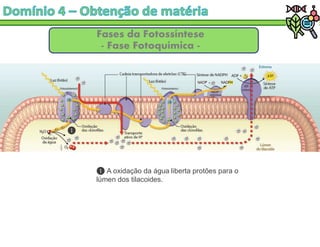 Fases da Fotossíntese
- Fase Fotoquímica -
A oxidação da água liberta protões para o
lúmen dos tilacoides.
 