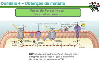 Fases da Fotossíntese
- Fase Fotoquímica -
Parte da energia dos eletrões é utilizada para o
transporte ativo de iões H+ para o interior dos
tilacoides por um elemento da CTE.
 