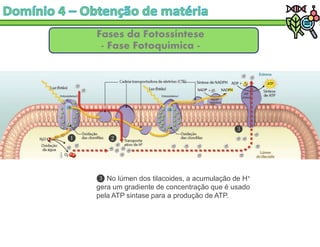 Fases da Fotossíntese
- Fase Fotoquímica -
No lúmen dos tilacoides, a acumulação de H+
gera um gradiente de concentração que é usado
pela ATP sintase para a produção de ATP.
 
